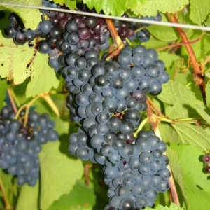 Eastern Concord Bunch Grape Vine Live Plant - 2 Year Old, Cold Hardy, Blue-Black Grapes, Outdoor - Image 3