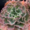 Echeveria Blue Curl Live Plant – 4 Inch Potted Succulent – Indoor/Outdoor - Image 1