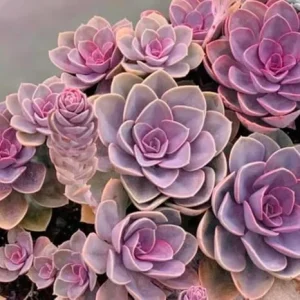 Echeveria Purple Live Succulent Plant - 2 Inch Pot - Easy Care Indoor/Outdoor - Image 6