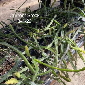 Edgar's Baby Dragon Fruit Live Plant - Hylocereus Hybrid Pitaya - 4-5 Inch Rooted Cutting - Outdoor - Image 2