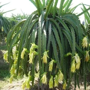 Edgar's Baby Dragon Fruit Live Plant - Hylocereus Hybrid Pitaya - 4-5 Inch Rooted Cutting - Outdoor - Image 3