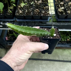 Edgar's Baby Dragon Fruit Live Plant - Hylocereus Hybrid Pitaya - 4-5 Inch Rooted Cutting - Outdoor - Image 6