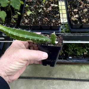 Edgar's Baby Dragon Fruit Live Plant - Hylocereus Hybrid Pitaya - 4-5 Inch Rooted Cutting - Outdoor - Image 8