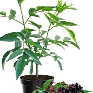 Elderberry Live Plant - Hardy Fruit Shrub, Quart Pot, 1 Year Old, Outdoor - Image 6