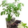 Elderberry Live Plants - 2 Pack, 5-9 Inches Tall, Cold Hardy Shrub - Image 1