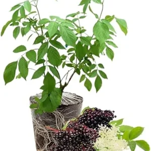 Elderberry Live Plants - 2 Pack, 5-9 Inches Tall, Cold Hardy Shrub - Image 1