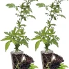 Elderberry Live Plants - Pack of 2, 6-12 Inch Tall Bushes for Edible Berries & Flowers - Image 1