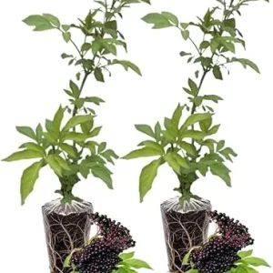 Elderberry Live Plants - Pack of 2, 6-12 Inch Tall Bushes for Edible Berries & Flowers - Image 1