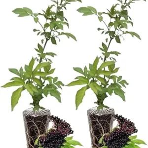 Elderberry Live Plants - Pack of 2, 6-12 Inch Tall Bushes for Edible Berries & Flowers - Image 4