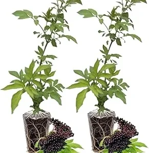 Elderberry Live Plants - Pack of 2, 6-12 Inch Tall Bushes for Edible Berries & Flowers - Image 5
