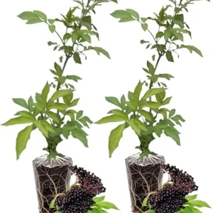 Elderberry Live Plants - Pack of 2, 6-12 Inch Tall Bushes for Edible Berries & Flowers - Image 7