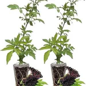 Elderberry Live Plants - Pack of 2 Bushes, 6-12 Inch Tall, Outdoor Edible - Image 2