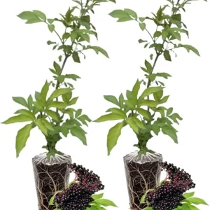 Elderberry Live Plants - Pack of 2 Bushes, 6-12 Inch Tall, Outdoor Edible - Image 6