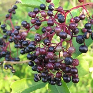 Elderberry Plant Live Rooted Cuttings - Set of 2, 8-12 Inch Tall, Outdoor - Image 6
