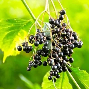 Elderberry Rooted Cuttings, Set of 4, 8-12 Inch Tall, Hardy Live Fruit Shrubs - Image 4