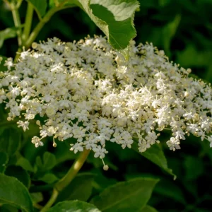 Elderberry Rooted Cuttings – Set of 4 Live Plants, 8-12 Inch Tall, Outdoor - Image 3