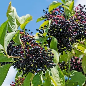 Elderberry Rooted Cuttings – Set of 4 Live Plants, 8-12 Inch Tall, Outdoor - Image 5