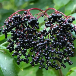 Elderberry Rooted Cuttings – Set of 4 Live Plants, 8-12 Inch Tall, Outdoor - Image 7
