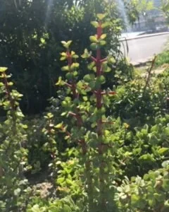 Elephant Bush Cuttings - Portulacaria afra 'Decumbent' - Hardy Succulent, 4-6 inch, Live Plant - Image 2