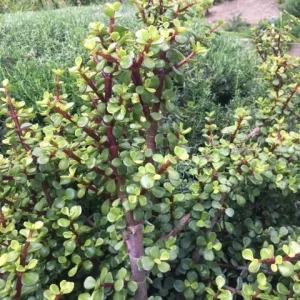 Elephant Bush Cuttings - Portulacaria afra 'Decumbent' - Hardy Succulent, 4-6 inch, Live Plant - Image 3
