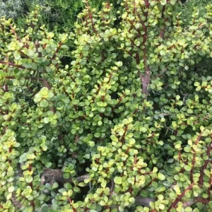 Elephant Bush Cuttings - Portulacaria afra 'Decumbent' - Hardy Succulent, 4-6 inch, Live Plant - Image 4