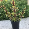 Elephant Bush Cuttings - Portulacaria afra 'Decumbent' - Hardy Succulent, 4-6 inch, Live Plant - Image 1