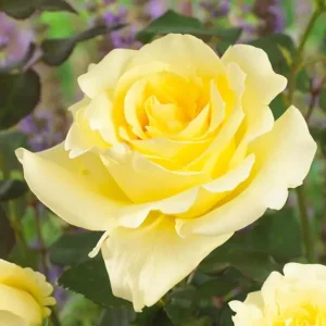 Elina Rose Plant Live Hybrid Tea - Soft Yellow Fragrant Bush, 5-9 Inches Tall - Image 3