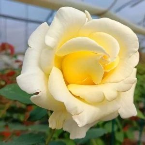 Elina Rose Plant Live Hybrid Tea - Soft Yellow Fragrant Bush, 5-9 Inches Tall - Image 4