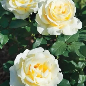 Elina Rose Plant Live Hybrid Tea - Soft Yellow Fragrant Bush, 5-9 Inches Tall - Image 6