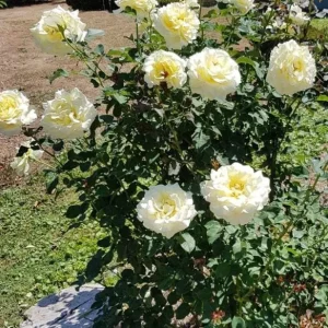 Elina Rose Plant Live Hybrid Tea - Soft Yellow Fragrant Bush, 5-9 Inches Tall - Image 7