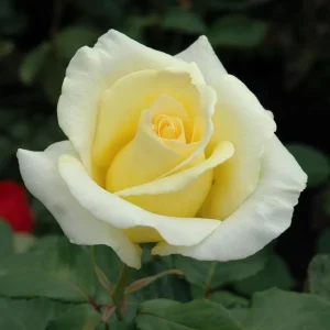 Elina Rose Plant Live Hybrid Tea - Soft Yellow Fragrant Bush, 5-9 Inches Tall - Image 8