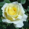 Elina Rose Plant Live Hybrid Tea - Soft Yellow Fragrant Bush, 5-9 Inches Tall - Image 1