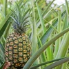 Elite Gold Pineapple Live Plant - Sweet Tropical Fruit - Ananas Comosus Seedling - Indoor/Outdoor - Image 1