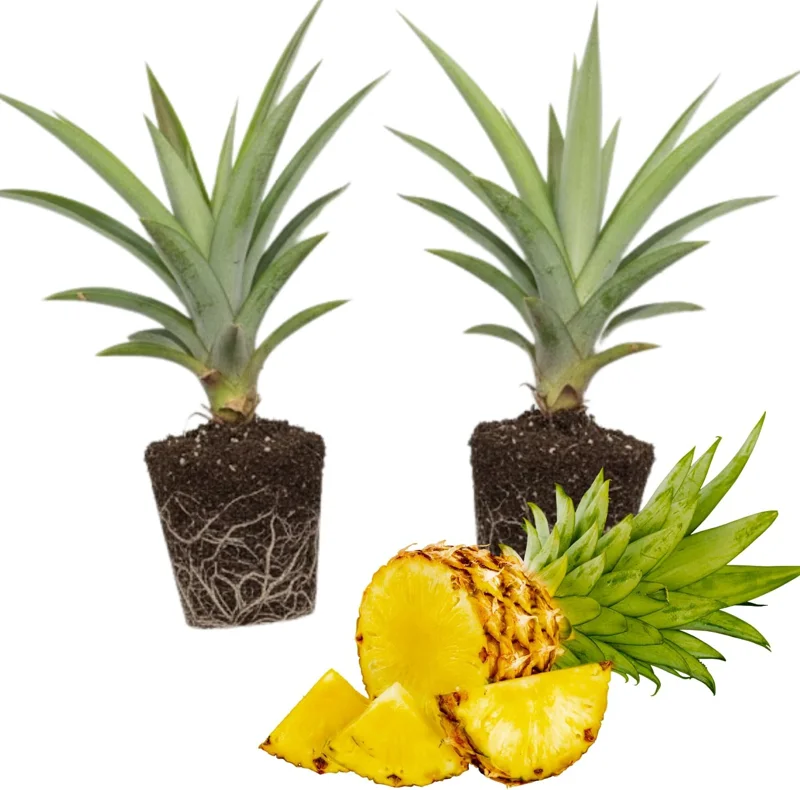 Elite Gold Pineapple Plants - 2 Live Sweet Pineapple Starters for Home Garden & Containers - Image 1