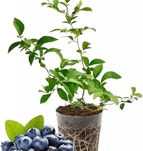 Emerald Blueberry Live Plant - 4-8 Inch Starter Bush for Garden, Zones 4-8 - Image 4
