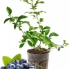 Emerald Blueberry Live Plant - 4-8 Inch Starter Bush for Garden, Zones 4-8 - Image 1