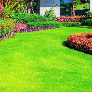 Emerald Zoysia Grass Seeds - 12000 Count for Outdoor Lawn & Garden - Image 4