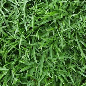 Empire Zoysia Grass Seeds – 10000 Seed Count – Low-Maintenance Lawn – Warm Season - Image 2