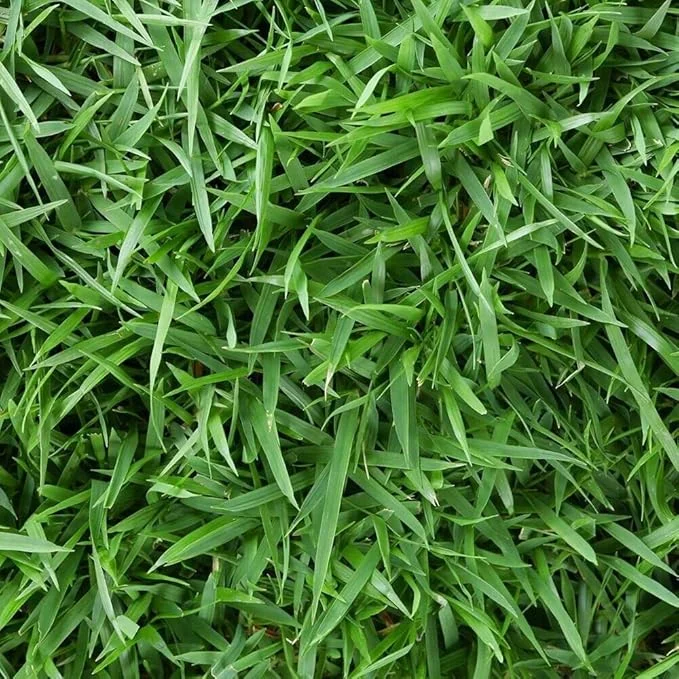 Empire Zoysia Grass Seeds – 10000 Seed Count – Low-Maintenance Lawn – Warm Season - Image 3