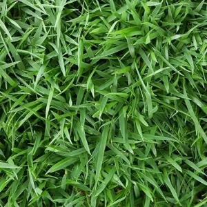 Empire Zoysia Grass Seeds – 10000 Seed Count – Low-Maintenance Lawn – Warm Season - Image 1