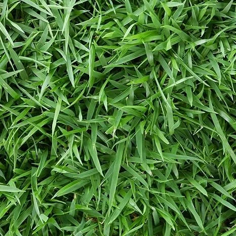 Empire Zoysia Grass Seeds – 10000 Seed Count – Low-Maintenance Lawn – Warm Season - Image 1