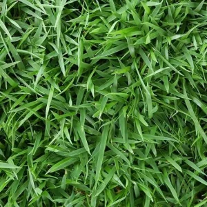 Empire Zoysia Grass Seeds – 10000 Seed Count – Low-Maintenance Lawn – Warm Season - Image 7