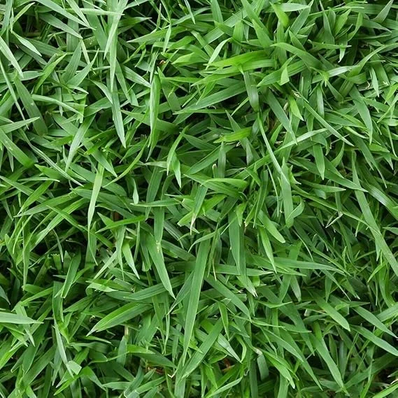 Empire Zoysia Grass Seeds – 10000 Seed Count – Low-Maintenance Lawn – Warm Season - Image 7