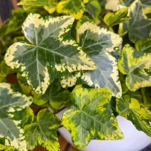 English Ivy Live Plant – Variegated White Ivy – 4 Inch Pot – Indoor/Outdoor - Image 4