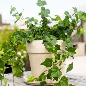 English Ivy Live Plant – Variegated White Ivy – 4 Inch Pot – Indoor/Outdoor - Image 1