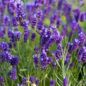 English Lavender Live Plant – Purple Perennial Flower – 2-4 Inch Tall in 3 Inch Pot – Indoor/Outdoor - Image 4