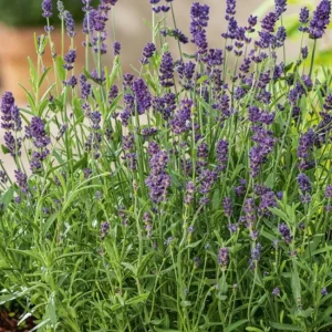 English Lavender Live Plant – Purple Perennial Flower – 2-4 Inch Tall in 3 Inch Pot – Indoor/Outdoor - Image 7