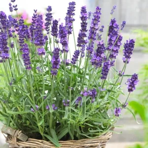 English Lavender Live Plant – Purple Perennial Flower – 2-4 Inch Tall in 3 Inch Pot – Indoor/Outdoor - Image 1