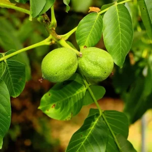English Walnut Tree Live Plant 1-2 Feet Tall - Cold Hardy, 1 Year Old - Image 2