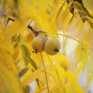 English Walnut Tree Live Plant 1-2 Feet Tall - Cold Hardy, 1 Year Old - Image 5